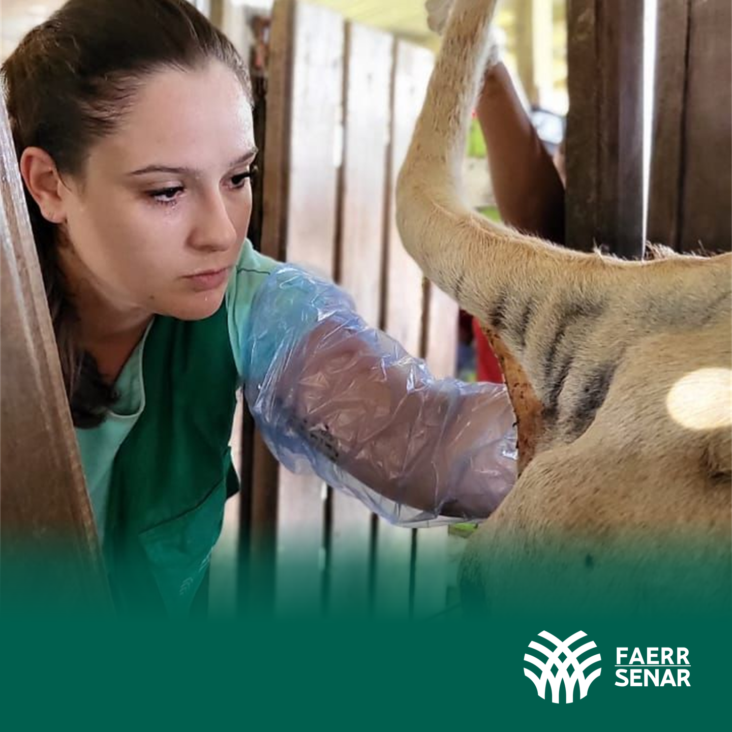 CAPA Inseminacao Artificial 1