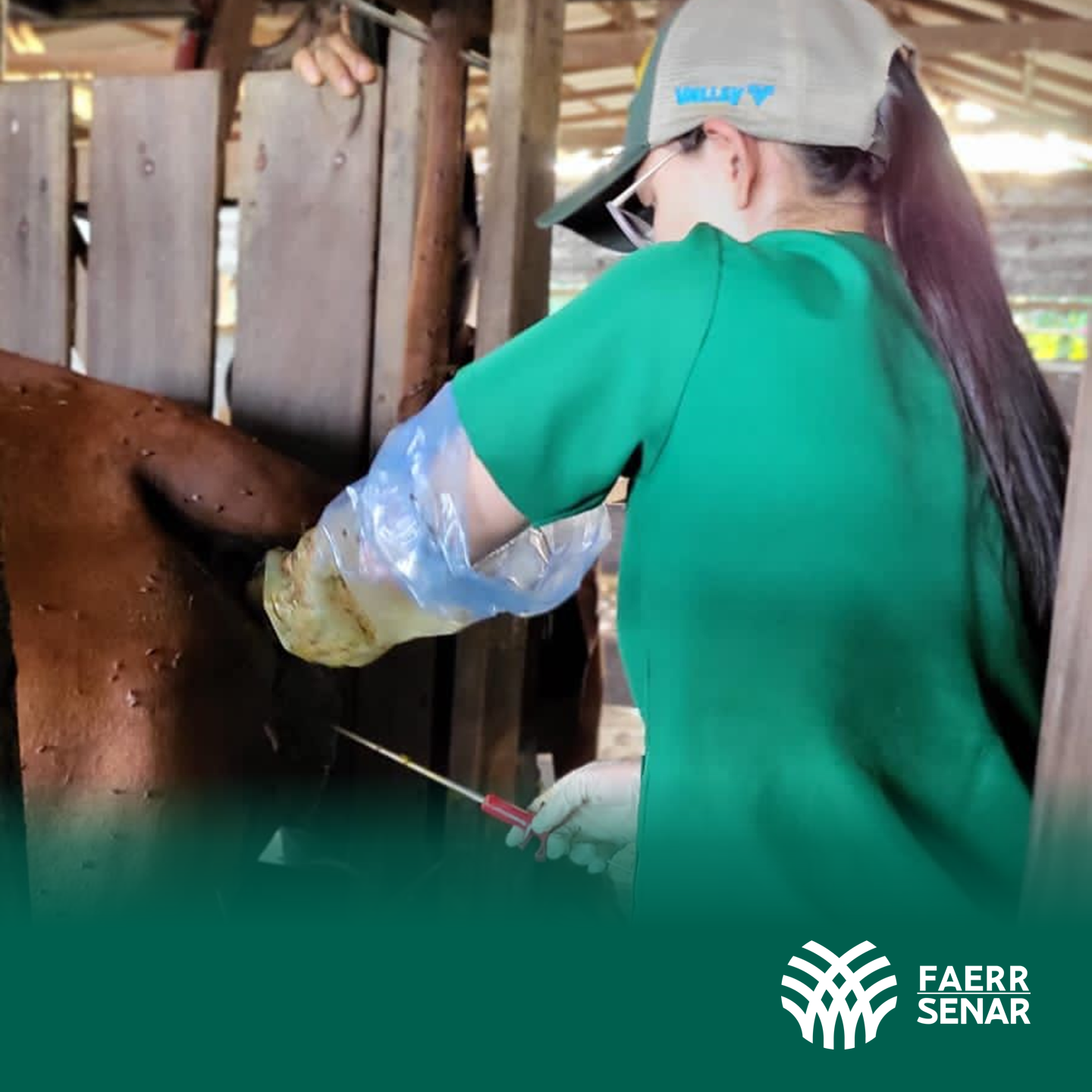 Inseminacao Artificial 2